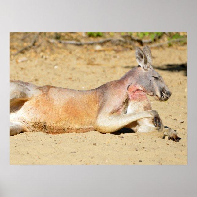 kangaroo lying on sand holiday  poster (Front)