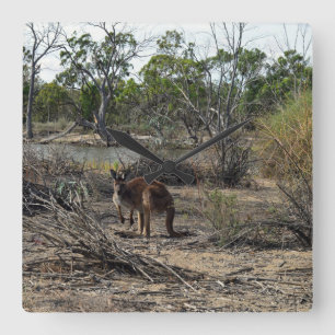 Kangaroo Meanwhile At The Billabong, Square Wall Clock