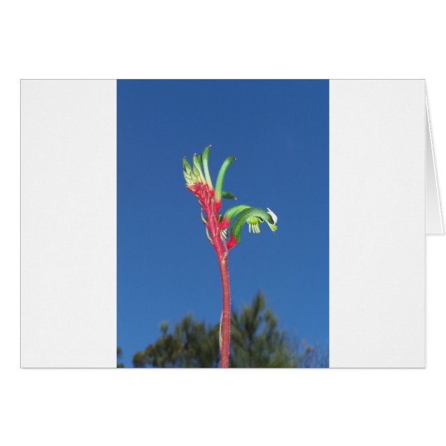 KANGAROO PAW PLANT (Front Horizontal)