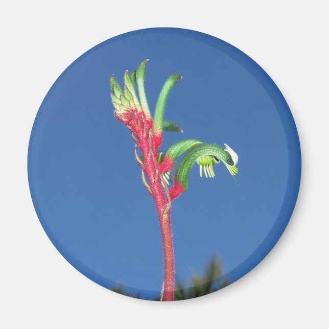 KANGAROO PAW PLANT MAGNET (Front)