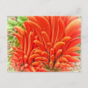 Kangaroo Paw Postcard