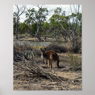 Kangaroo Pendant Ce Temps Sur Le Billabong, Poster