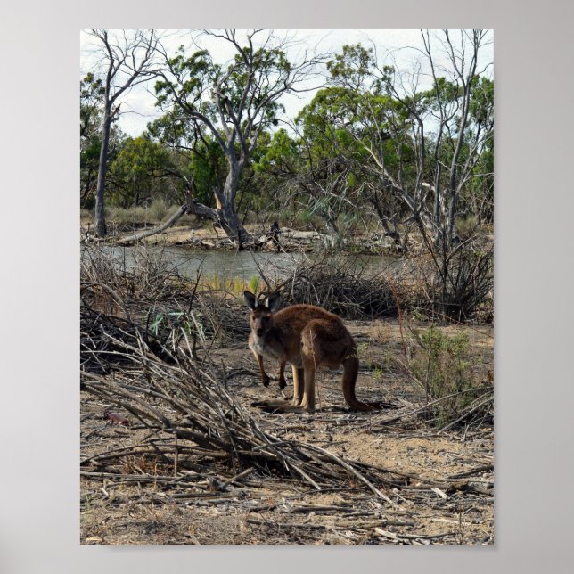 Kangaroo Pendant Ce Temps Sur Le Billabong, Poster (Devant)