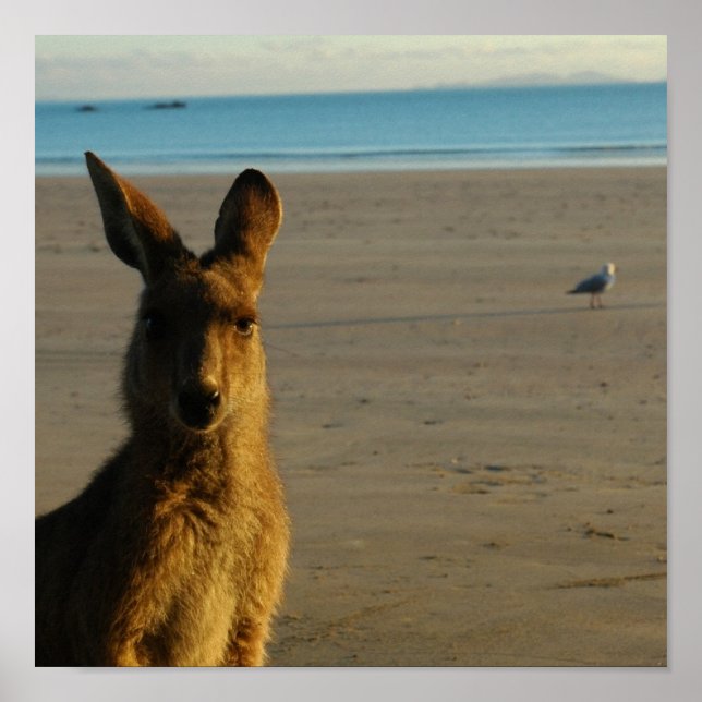 Kangaroo Photo Print (Front)