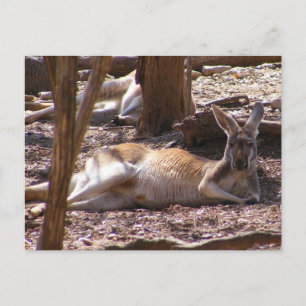 Kangaroo Picnic Postcard