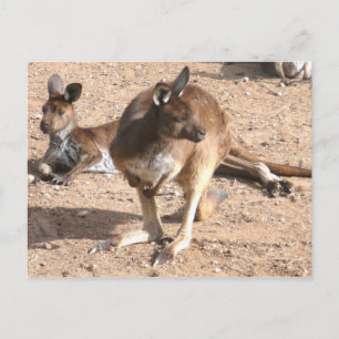 Kangaroo Postcard