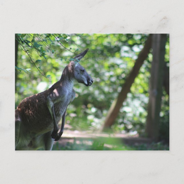 Kangaroo Postcard (Front)