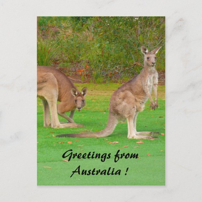kangaroo postcard (Front)