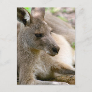Kangaroo Postcard