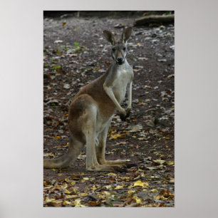 Kangaroo Poster
