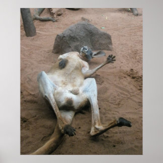 Kangaroo Poster