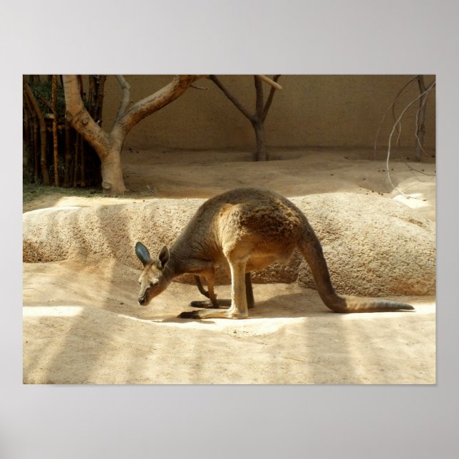 Kangaroo Poster (Front)