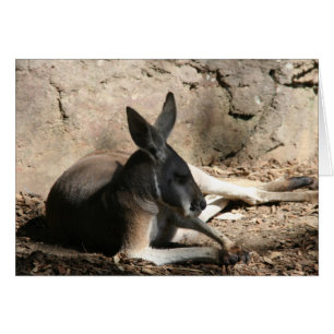kangaroo relaxed