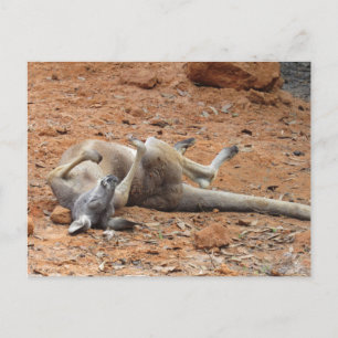 Kangaroo Rolling / Playing in the Dirt Postcard