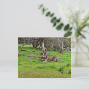 Kangaroo Siesta, Carte postale