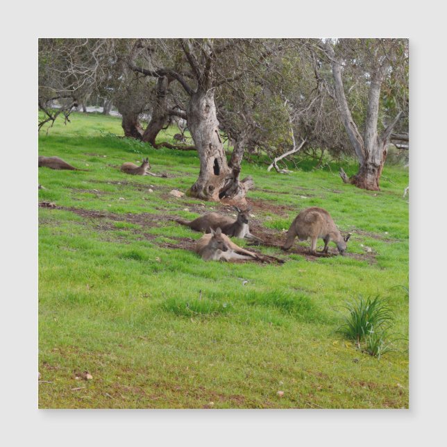 Kangaroo Siesta, Magnetic Card (Front)