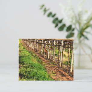 Kangaroo With Joey In Grapevines, Postcard