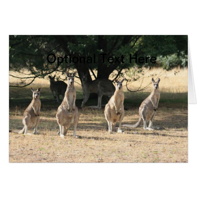 Kangaroos dans une rangée (Devant Horizontal)