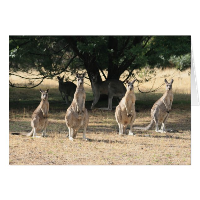 Kangaroos in a Row (Front Horizontal)