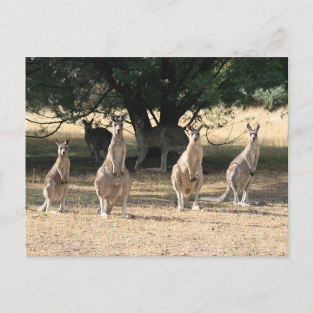 Kangaroos in a Row Postcard (Front)