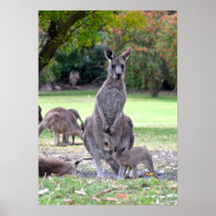 Kangaroos mummy poster