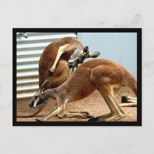 Kangaroos Postcard (Front)