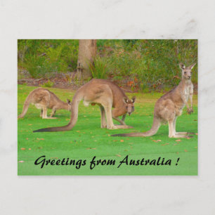 kangaroos postcard