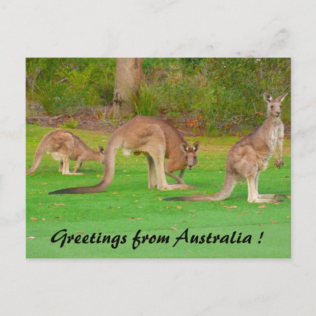 kangaroos postcard (Front)