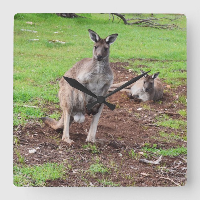 Kangaroos Whats Up Down Under, Square Wall Clock (Front)