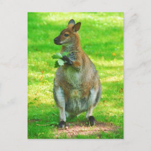 Kangaroos With Oaks Leaves postcard