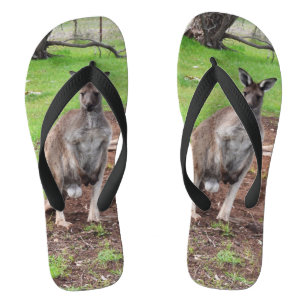 Kangourou Australien, tongs