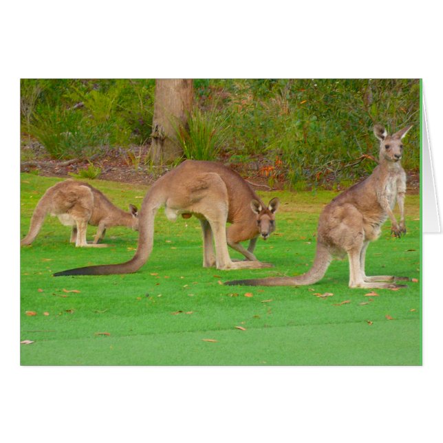 kangourous (Devant horizontal)