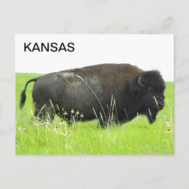 Kansas - Bison/Buffalo Bull Postcard (Front)