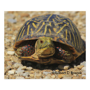 Kansas Box Shell Turtle Photo Enlargement Print