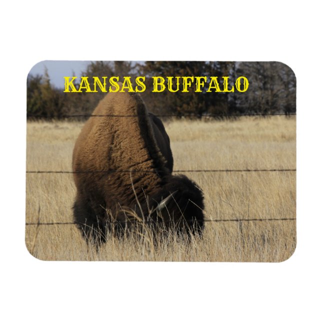KANSAS BUFFALO in a pasture Square Magnet (Horizontal)
