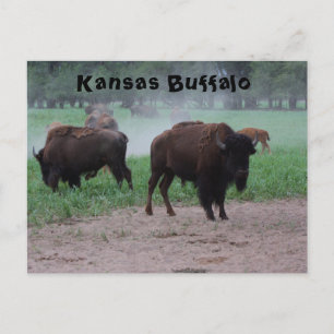 Kansas Buffalo POST CARD