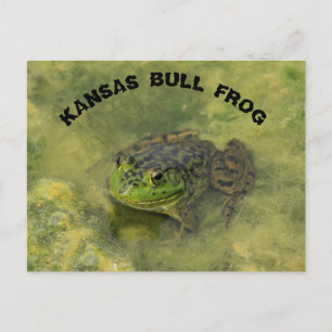 Kansas Bull Frog shot closeup POST CARD