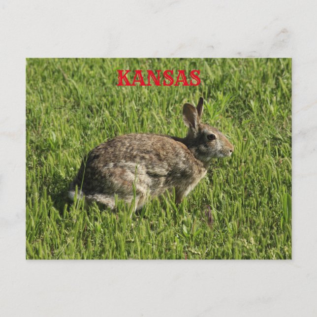 Kansas Bunny Rabbit fermer la carte postale. (Devant)