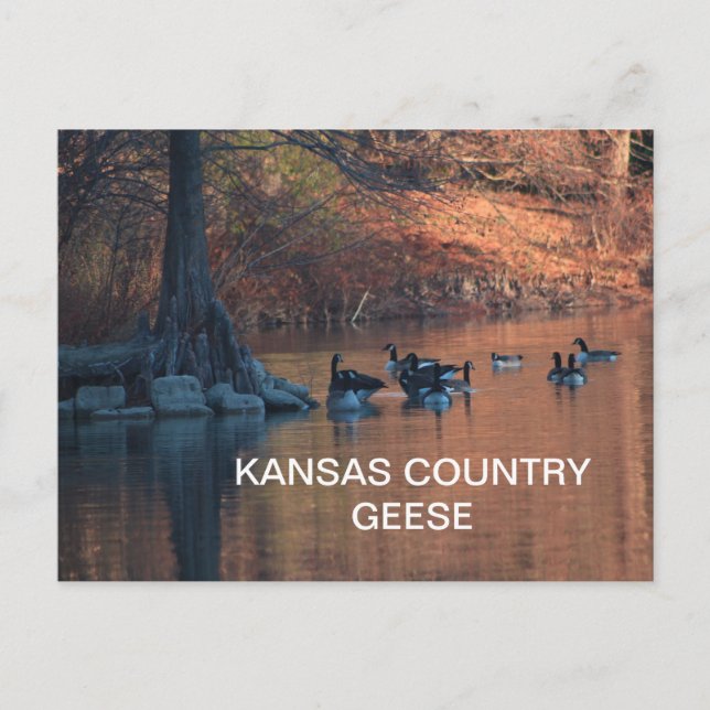 KANSAS COUNTRY GEESE Postcard (Front)