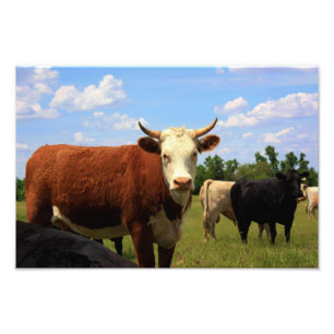 Kansas Cow's in a Pasture Photo Enlargement Print