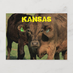 Kansas Cows in a Pasture Post Card. Postcard