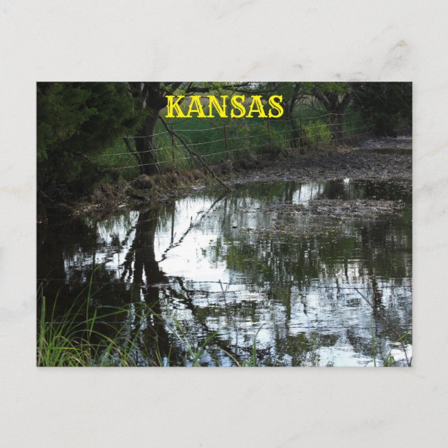 Kansas flood water in a pasture Post Card. Postcard (Front)