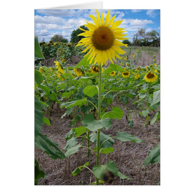Kansas Flowers (Front)
