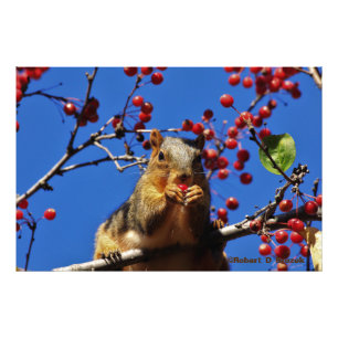 Kansas Fox Tail Squirrel  Photo Poster. Print