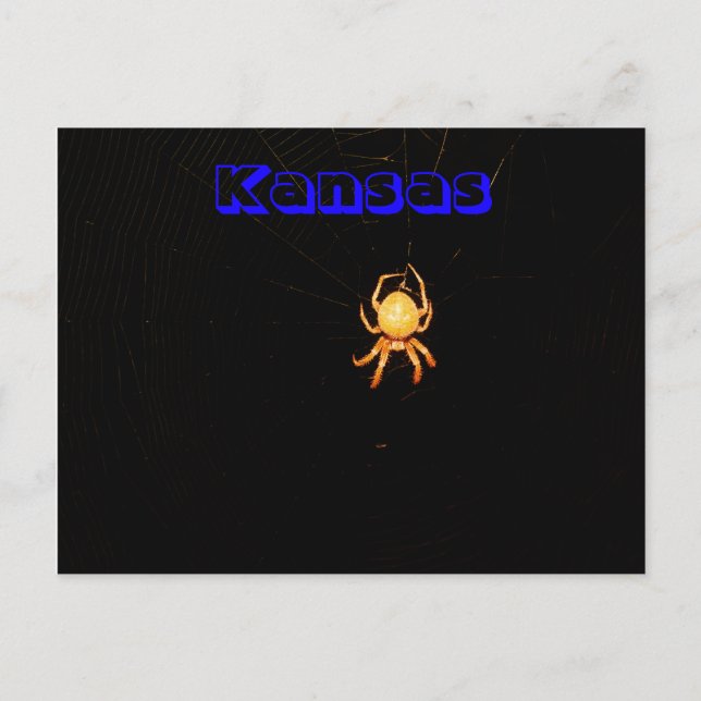 Kansas Orb Weaver Spider Post Card (Front)