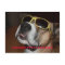KANSAS PETS IM MAX