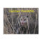Kansas Possum Post Card.