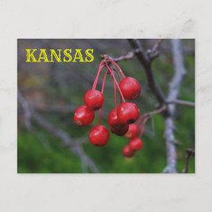 Kansas Red Berries fermer la carte postale