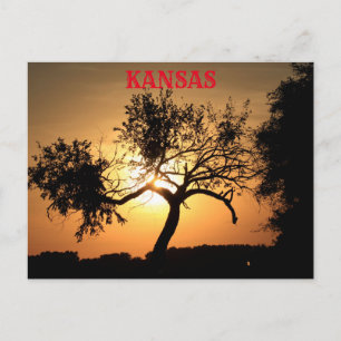 Kansas Sunset with a tree Post Card
