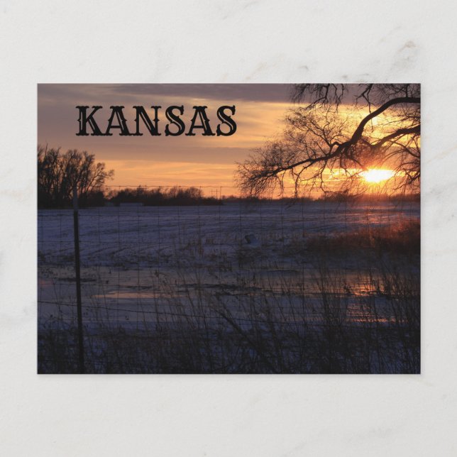 Kansas Sunset with Tree Silhouette Post Card (Front)